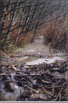 Muddy creek