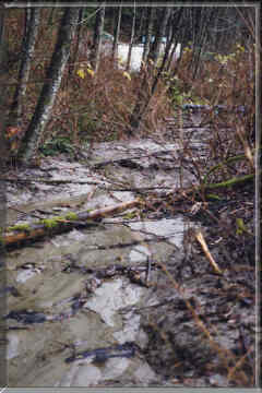 Muddy creek