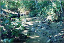 Morten (formerly Lynnmour) Creek circa 1995