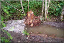 Lynnmour Creek circa 2001