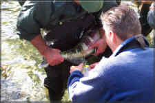 Taking milt from a male chum salmon